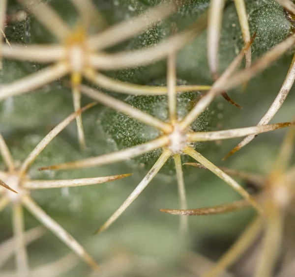 Close Spiky Cactus Plant Com Fundo Liso — Fotografia de Stock