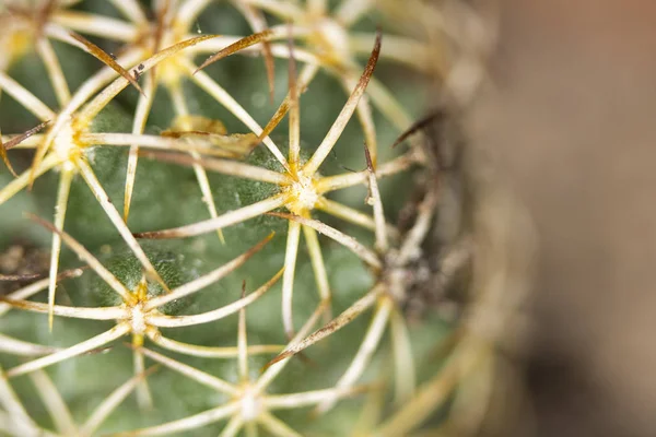 Close Spiky Cactus Plant Com Fundo Liso — Fotografia de Stock