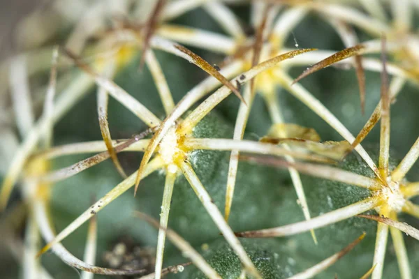 Close Spiky Cactus Plant Com Fundo Liso — Fotografia de Stock