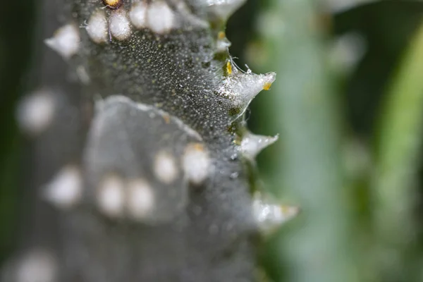 Bliska Spiky Cactus Roślin Czystym Tłem — Zdjęcie stockowe