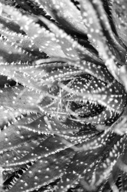 Düz Arka Planlı Dikenli Kaktüs Bitkisinin Kapatılması