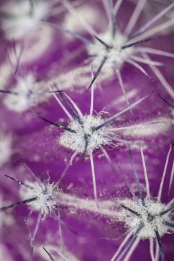Close Up Soyut Kaktüs Sulu Bitki 