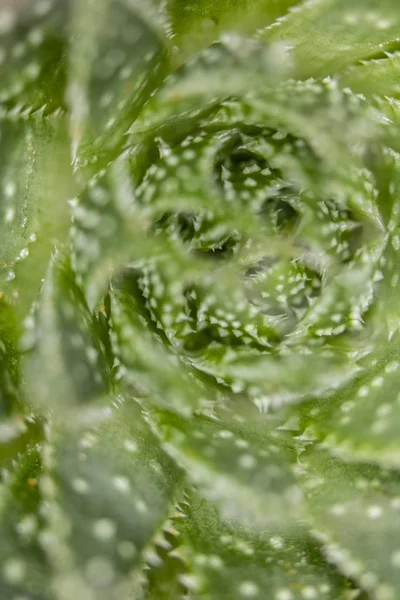 Primo Piano Una Pianta Cactus Punta Con Sfondo Chiaro — Foto Stock