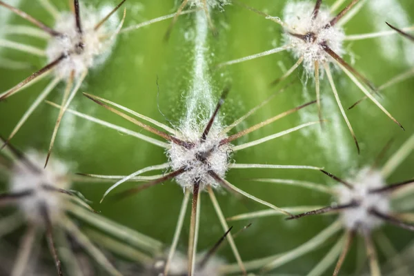 Planta Suculenta Cacto Abstrato — Fotografia de Stock