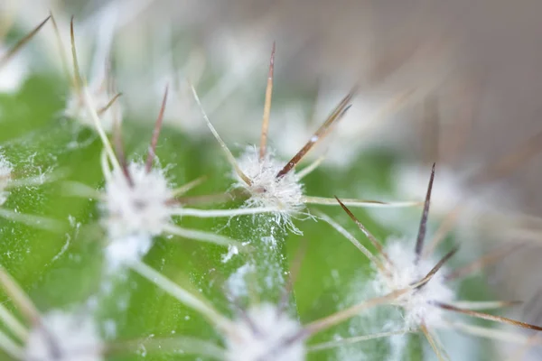 Zbliżenie Abstrakcja Cactus Sukulat — Zdjęcie stockowe