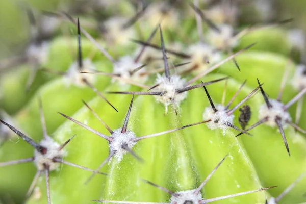 Planta Suculenta Cacto Abstrato — Fotografia de Stock