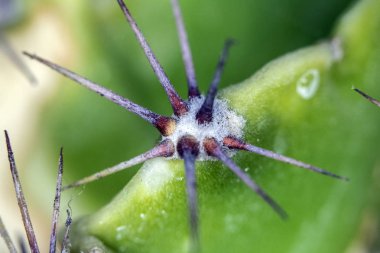 Close Up Soyut Kaktüs Sulu Bitki 