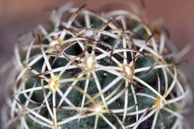 Close Up Soyut Kaktüs Sulu Bitki 