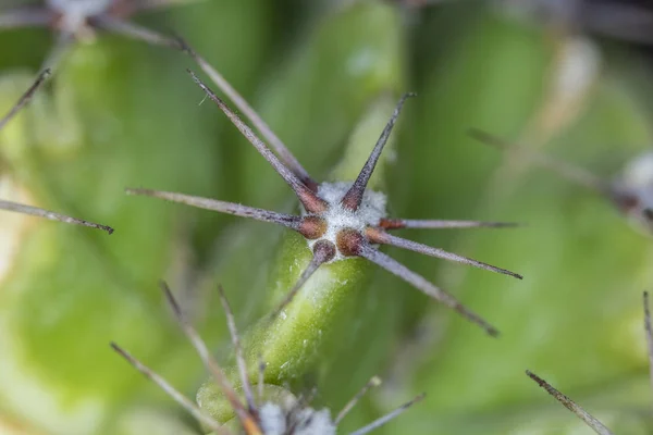 Zbliżenie Abstrakcja Cactus Sukulat — Zdjęcie stockowe