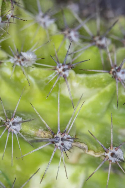 Close Abstracte Cactus Succulente Installatie — Stockfoto