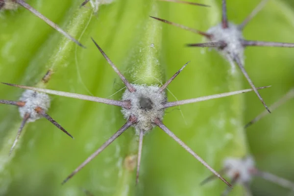 Planta Suculenta Cacto Abstrato — Fotografia de Stock