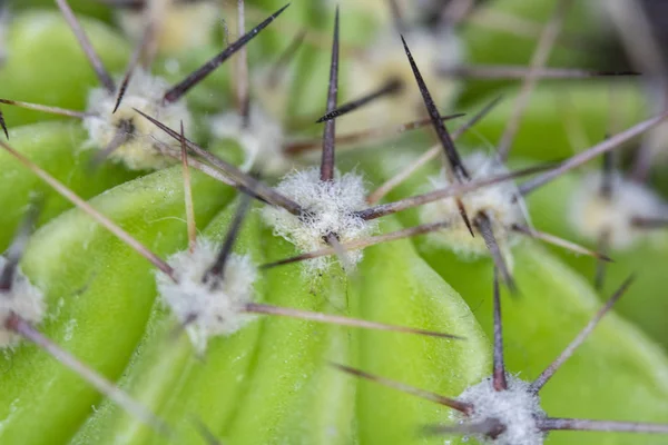 Zbliżenie Abstrakcja Cactus Sukulat — Zdjęcie stockowe