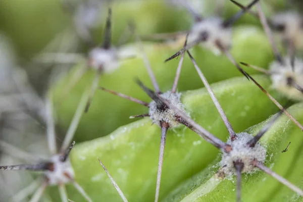 Zbliżenie Abstrakcja Cactus Sukulat — Zdjęcie stockowe