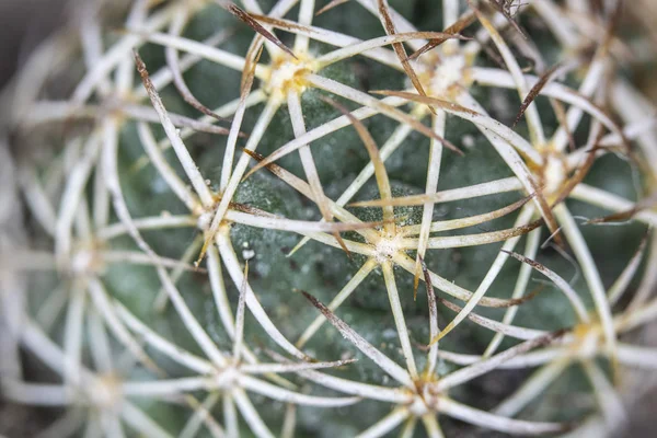 Planta Suculenta Cacto Abstrato — Fotografia de Stock