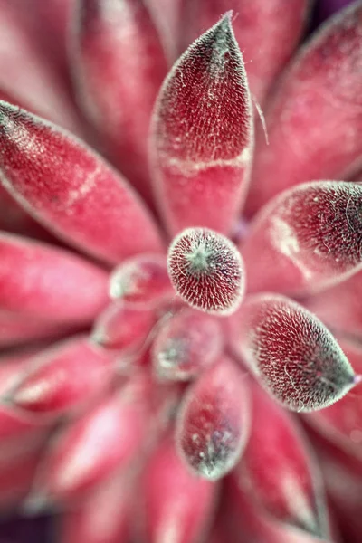 Absztrakt Kaktusz Succulent Plant Bezárása — Stock Fotó
