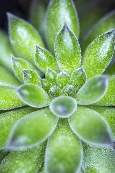 Pianta Succulenta Vicino Cactus Astratto — Foto Stock