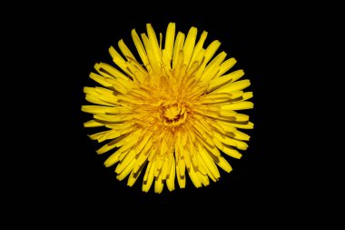 Siyah Arkaplanda Sarı Karahindiba Çiçeği Yaklaş