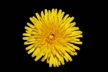 Siyah Arkaplanda Sarı Karahindiba Çiçeği Yaklaş