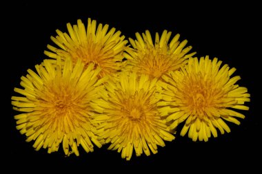 Siyah Arkaplanda Sarı Karahindiba Çiçeği Yaklaş