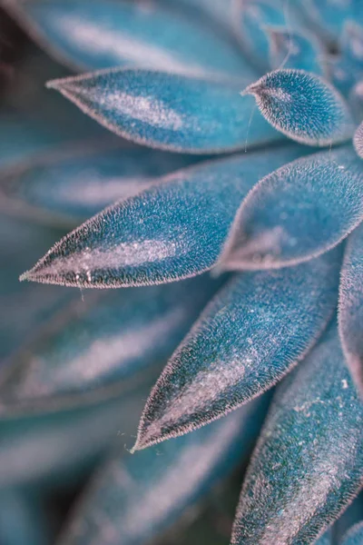 Absztrakt Kaktusz Succulent Plant Bezárása — Stock Fotó