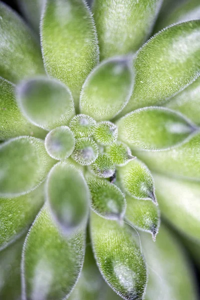 Close Abstracte Cactus Succulente Installatie — Stockfoto