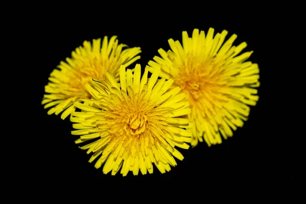 Sárga Pitypang Virág Fekete Háttér Közelkép — Stock Fotó