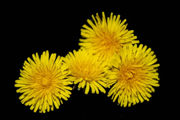 Flor Dente Leão Amarelo Fundo Preto Close — Fotografia de Stock