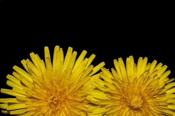 Flor Dente Leão Amarelo Fundo Preto Close — Fotografia de Stock