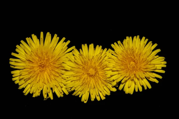 Flor Dente Leão Amarelo Fundo Preto Close — Fotografia de Stock