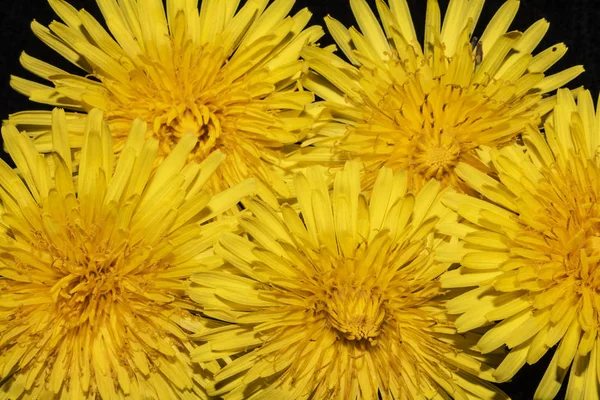 Flor Dente Leão Amarelo Fundo Preto Close — Fotografia de Stock