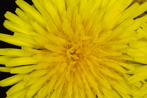 Κίτρινο Λουλούδι Πικραλίδα Μαύρο Φόντο — Φωτογραφία Αρχείου