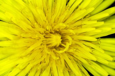 Siyah Arkaplanda Sarı Karahindiba Çiçeği Yaklaş