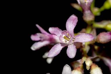 Mor Kır Çiçeği Yakın Çekim 