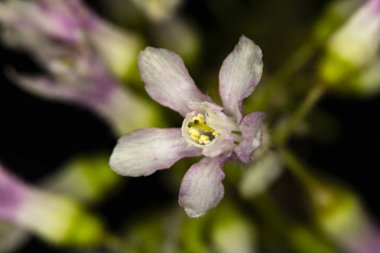 Mor Kır Çiçeği Yakın Çekim 