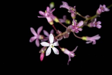 Mor Kır Çiçeği Yakın Çekim 
