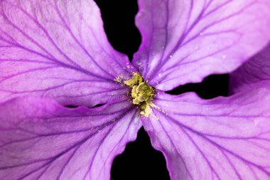 Siyah Arka Planda Mor Kır Çiçeği'nin Kapatılması