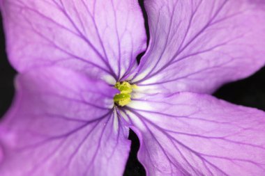 Siyah Arka Planda Mor Kır Çiçeği'nin Kapatılması