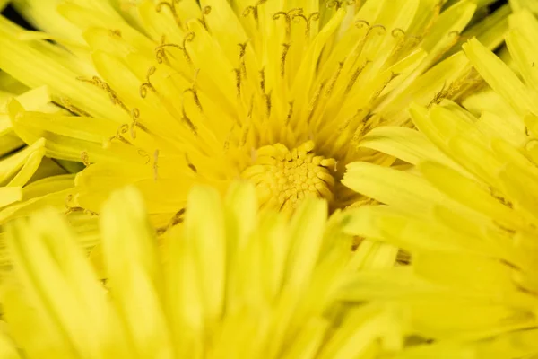 Flor Dente Leão Amarelo Fundo Preto Close — Fotografia de Stock