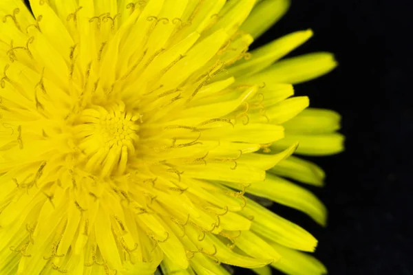 Κίτρινο Λουλούδι Πικραλίδα Μαύρο Φόντο — Φωτογραφία Αρχείου