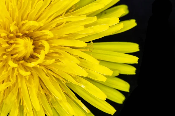 Flor Dente Leão Amarelo Fundo Preto Close — Fotografia de Stock