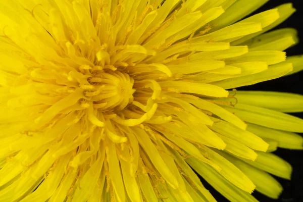 Flor Dente Leão Amarelo Fundo Preto Close — Fotografia de Stock