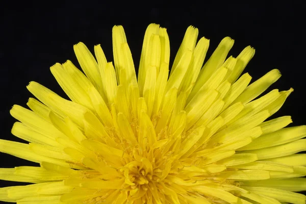 Flor Dente Leão Amarelo Fundo Preto Close — Fotografia de Stock