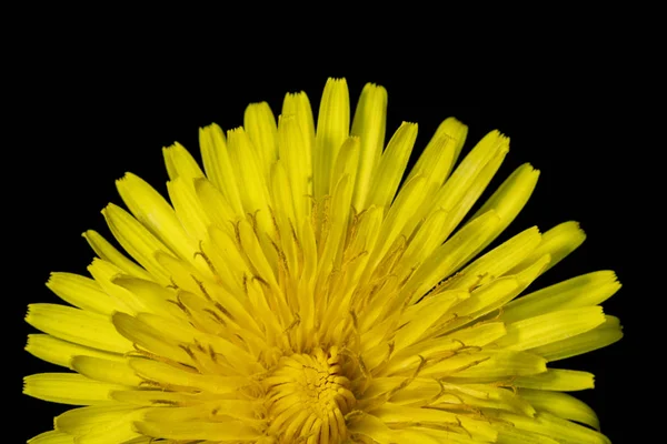 Flor Diente León Amarillo Sobre Fondo Negro Cerca — Foto de Stock