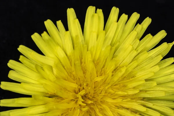 Flor Dente Leão Amarelo Fundo Preto Close — Fotografia de Stock