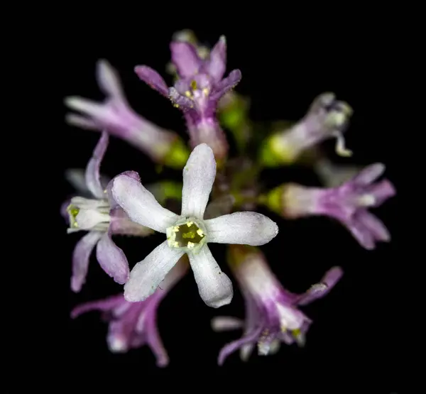 Primer Plano Flor Silvestre Púrpura — Foto de Stock