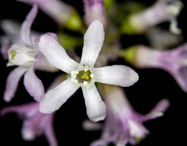 Primer Plano Flor Silvestre Púrpura — Foto de Stock