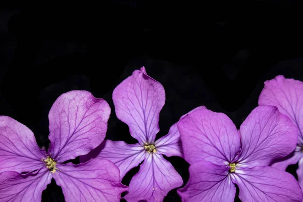 Close Purple Wildflower Black Background — Stock Photo, Image