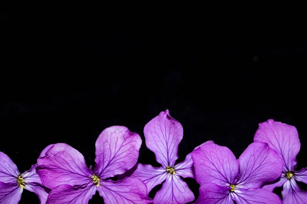 黒い背景に紫のワイルドフラワーのクローズアップ — ストック写真