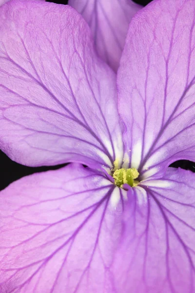 Закрыть Фиолетовый Лесной Цветок Чёрном Фоне — стоковое фото