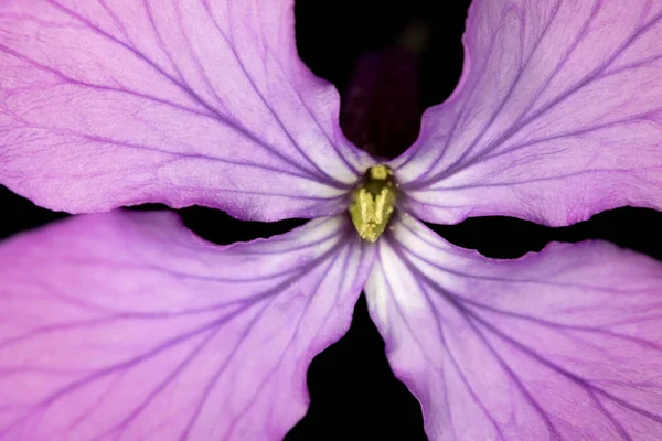 Закрыть Фиолетовый Лесной Цветок Чёрном Фоне — стоковое фото
